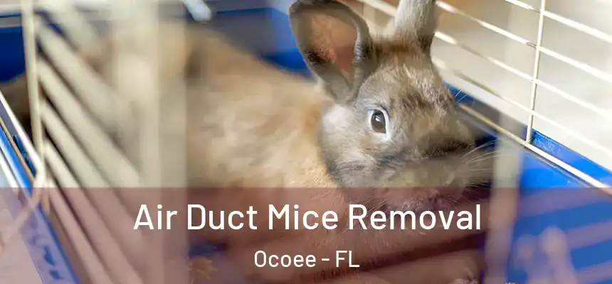  Air Duct Mice Removal Ocoee - FL