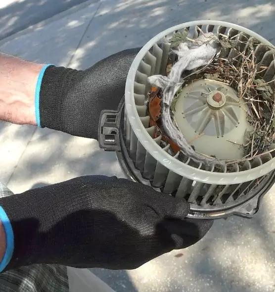 About Air Duct Rat Removal in Ocoee, FL